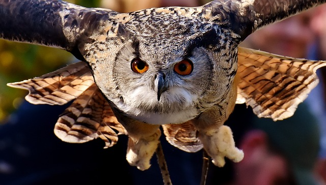 A Owl With Rising Wings